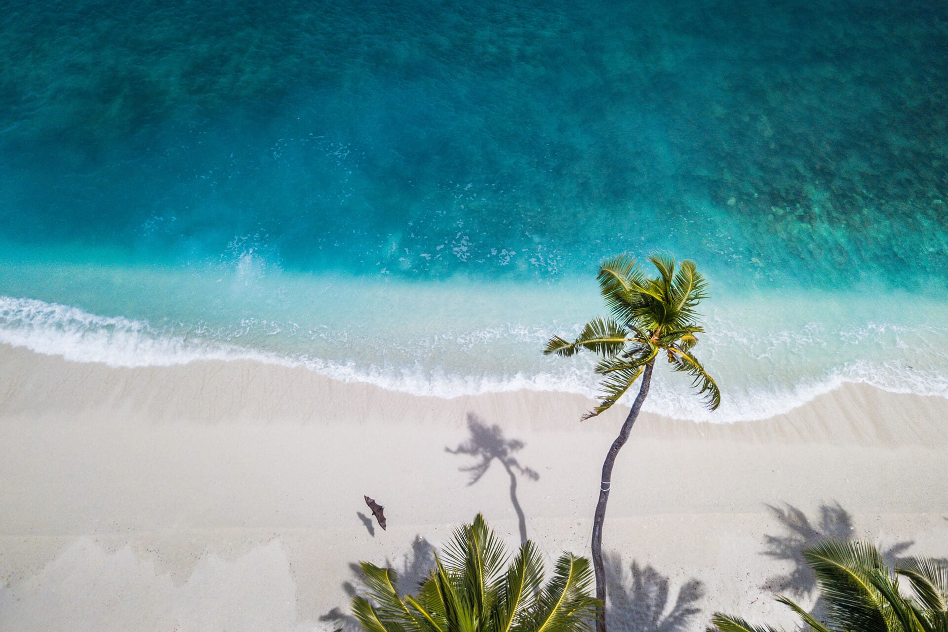 Aerial view of tropical beach with turquoise water